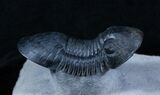 Nice Paralejurus Trilobite - #3908-3
